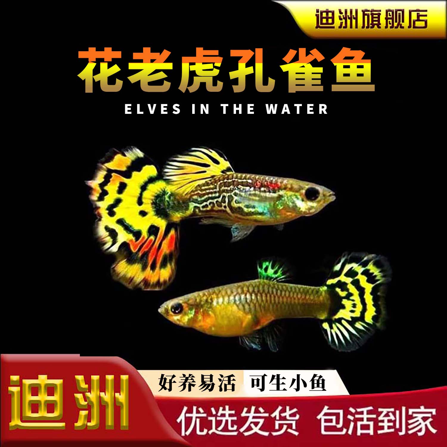 孔雀鱼纯种观赏鱼小型淡水好养