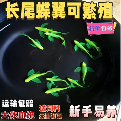 蝶翼斑马鱼龙凤长尾长鳍冷水鱼观赏鱼好养荧光小型热带淡水鱼金鱼