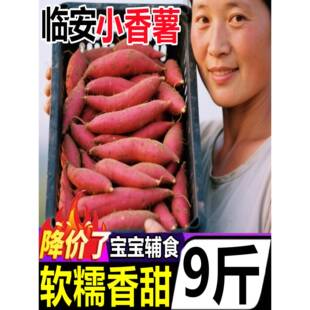 临安小香薯正宗板栗番薯新鲜金手指天红薯农家地瓜目沙地蜜薯山芋