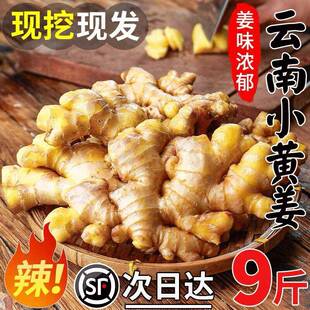 2025新云南小黄姜红河新鲜生姜老姜现挖高山沙姜土姜种子蔬菜9斤
