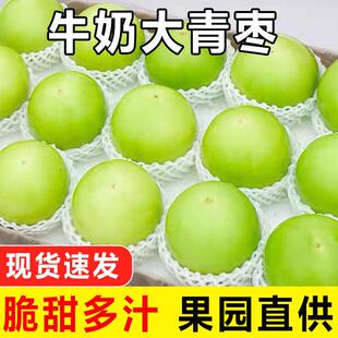 包邮 福建牛奶大青枣新鲜当季 现摘脆枣贵妃冬枣脆甜蜜枣农家水果