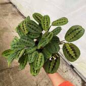 观叶植物花卉盆栽净化空气红脉蜻蜓 A140 叶蝉竹芋