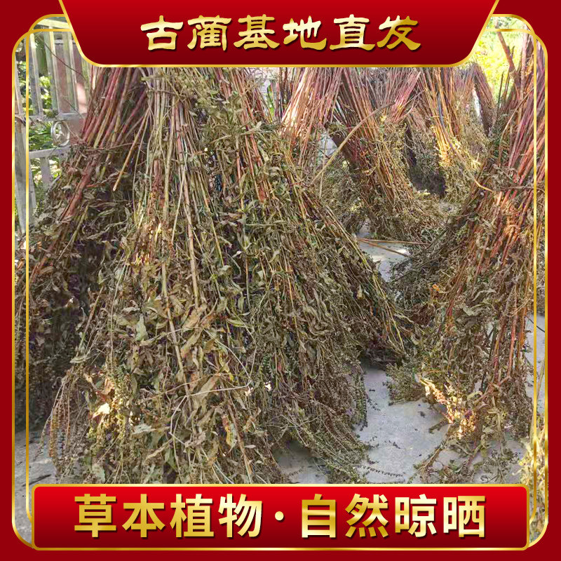四川古蔺直发赶黄草散装非野生旗舰店