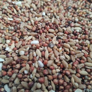 幼鸽粮 斑鸠粮食无玉米无豌豆鸽粮鸽子饲料小鸽子吃的粮食5斤包邮