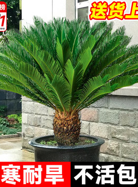 铁树盆栽大型龙铁树绿植盆景客厅室内旺宅树苗树木大盆植物除甲醛