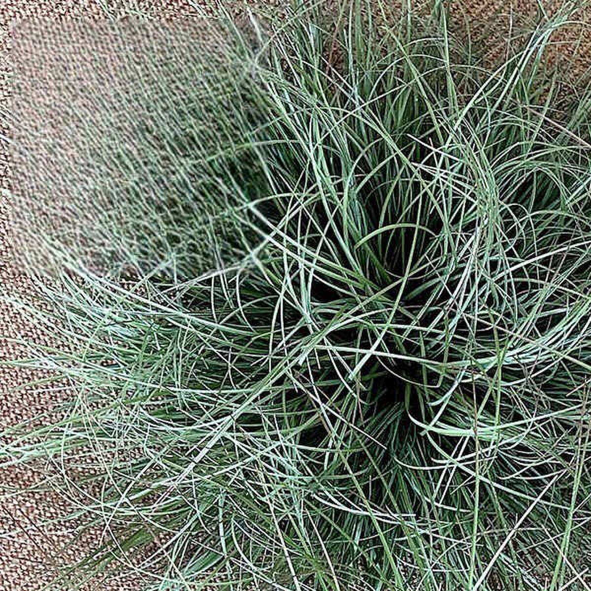 蒲草堆仿真植物造景摆件商场橱窗装饰假草丛落地景观搭配小草弯草
