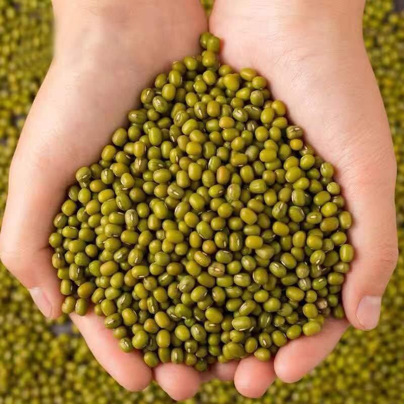 5斤价东北农家小绿豆好煮易烂商用早餐绿豆粥解暑绿豆汤500克