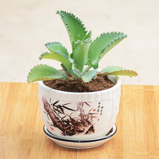 宽叶不死鸟 落地生根多肉植物 景天科 植物盆栽花卉绿植净化空气,鲜花速递/花卉仿真/绿植园艺,绿植,淘宝优惠券,粉丝福利购,淘宝优惠卷