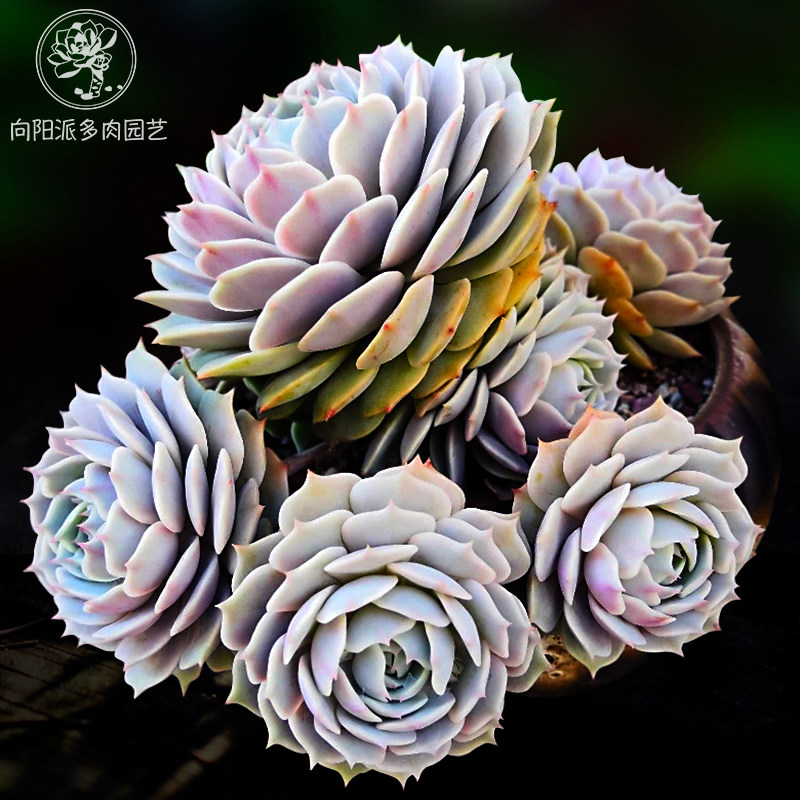 露娜莲精品热门仙气多肉植物一物一拍绿植花卉盆栽向阳派园艺,鲜花速递/花卉仿真/绿植园艺,多肉植物,淘宝优惠券,粉丝福利购,淘宝优惠卷