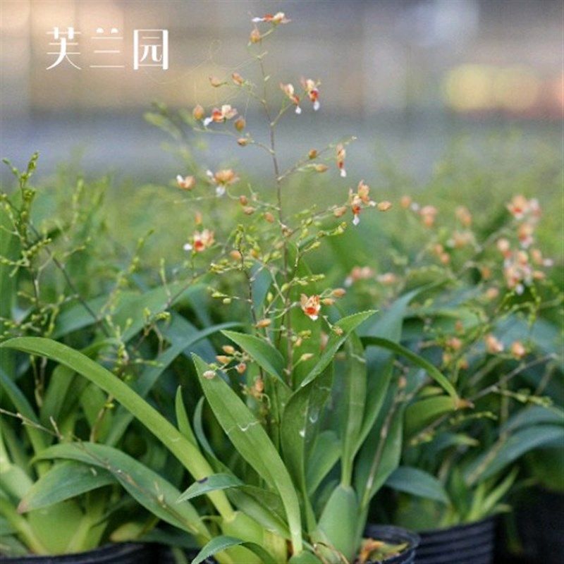 兰花苗文心兰带花苞发货盆栽水培植物梦香兰奶香室内桌面绿植花卉,鲜花速递/花卉仿真/绿植园艺,时令草本花卉,淘宝优惠券,粉丝福利购,淘宝优惠卷