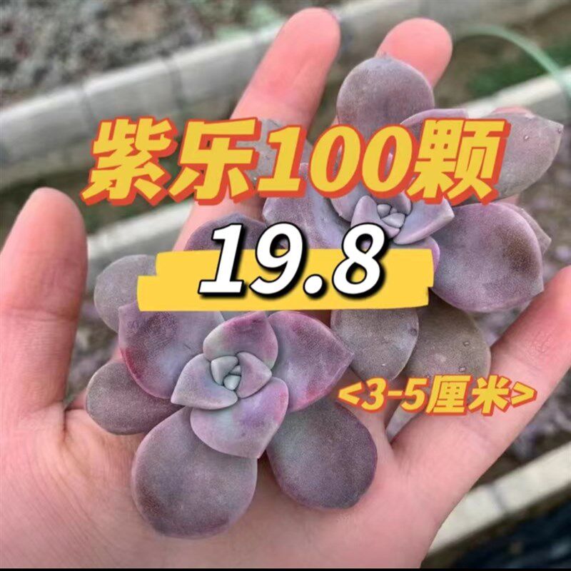 紫乐碧桃秋丽玉缀红布丁多肉植物砍头苗淡雪姬胧月吸财树种苗组合