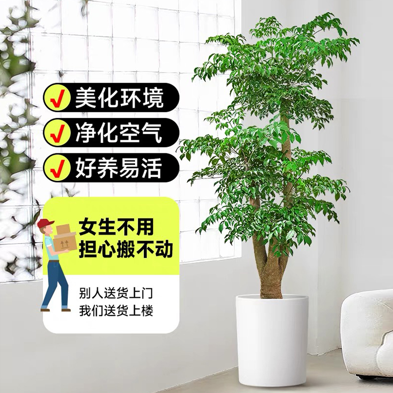 幸福树客厅盆栽大型落地旺宅绿植老桩幌伞枫办公室内四季好养盆景