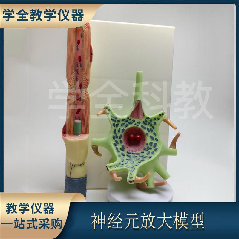 神经元放大模型 神经元胞体和神经纤维结构放大模型 神经细胞模型