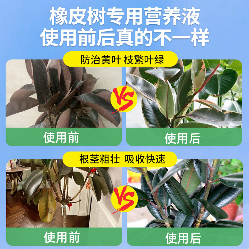 橡皮树营养液花肥发黄掉叶枯萎黑金刚橡皮树专用肥料盆栽液体肥图片