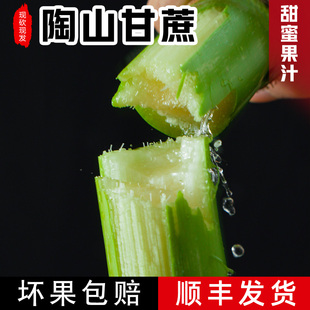 陶山甘蔗绿皮 新鲜水果现砍现发青皮果蔗手撕甘蔗皮薄多汁 3-5斤