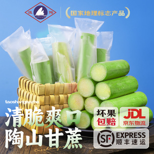 去节果肉装 陶山甘蔗新鲜孕妇水果现砍现发青皮果蔗 手撕绿皮甘蔗