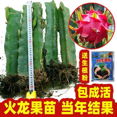 广西火龙果苗树红心盆栽水