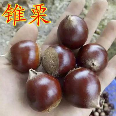 嫁接板栗树苗锥建瓯尖当