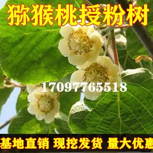 果树苗徐香奇异果 红阳红心猕猴桃公树 猕猴桃授粉树 雄树