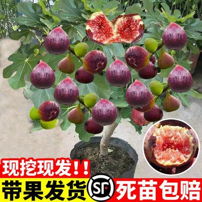 无花果树苗带矮化盆栽特大