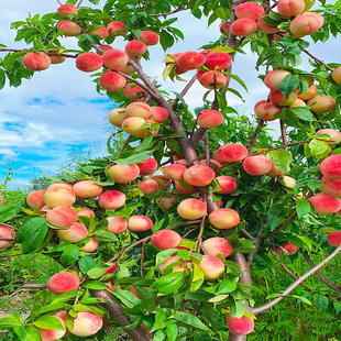 嫁接新品种特大脆桃冬桃鹰嘴桃血桃油桃树果苗盆栽地栽南北方种植