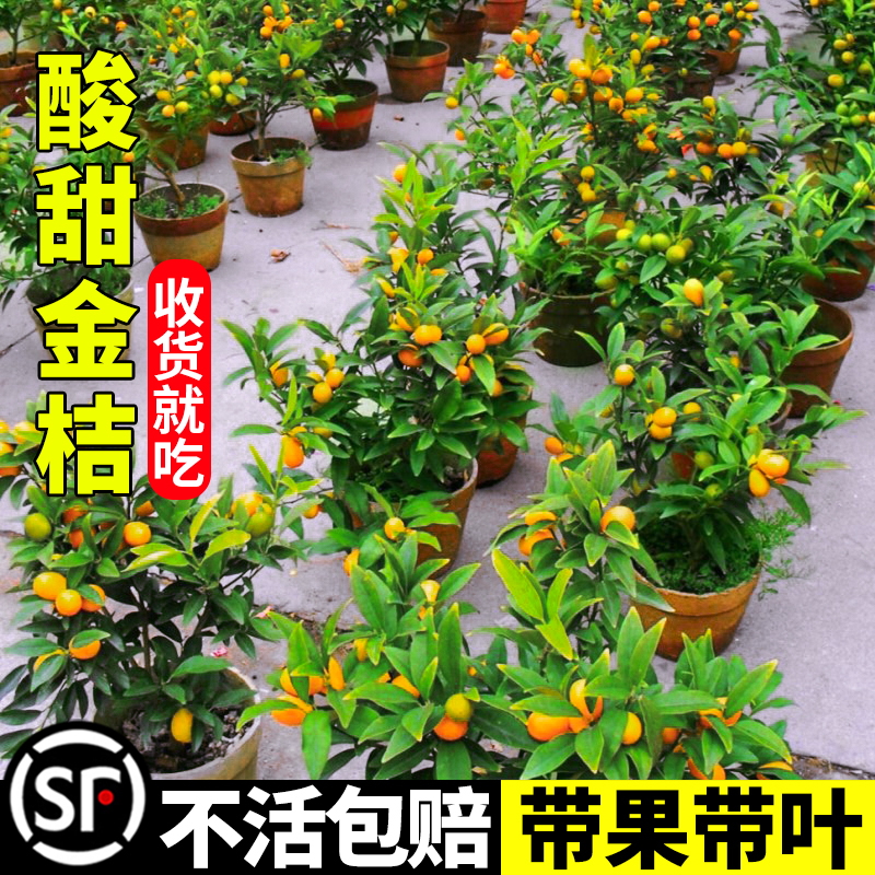 可食用金桔树盆栽苗室内客