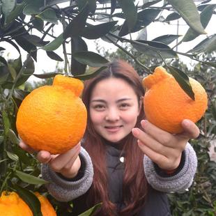 丑橘苗丑桔树苗不知火柑橘春见丑八怪粑粑柑树苗椪柑苗橘子苗