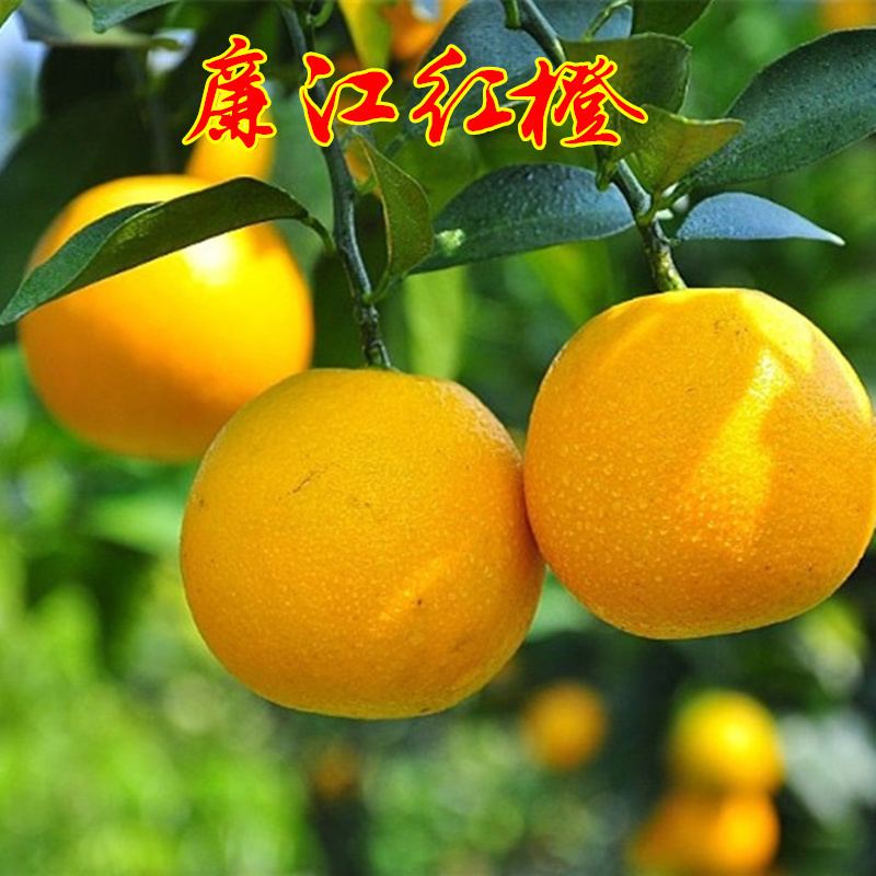 甜橙树苗红光江嫁接廉子果