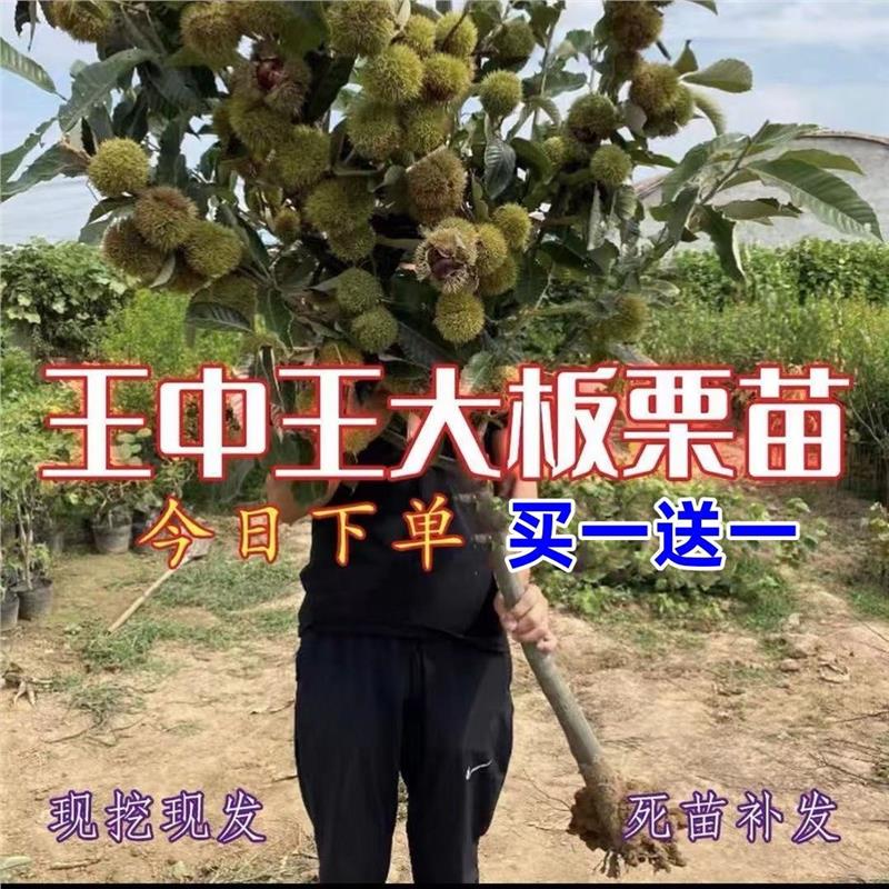 特大果王中板栗树苗嫁接红