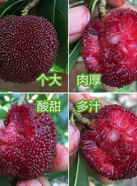 超甜杨梅苗东魁黑炭六月嫁接杨梅树盆栽地栽当年结果