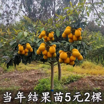 枇杷苗嫁接树大五星南北方