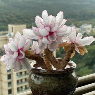 多肉植物伯克利锦稀少高端贵货自然锦颜色独特美观室内阳台桌面花
