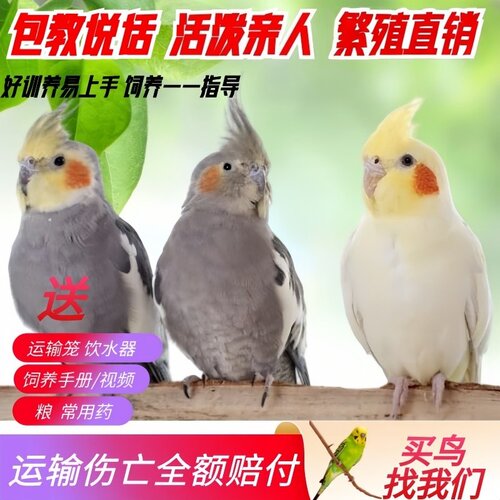 玄凤鹦鹉活体小鸟活物虎皮牡丹鹦鹉玄凤宠物活鸟可教说话鸟活体鸟