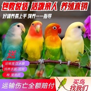 牡丹鹦鹉活体宠物鸟小鸟虎皮鹦鹉玄凤鹦鹉活体可教说话的鸟活体