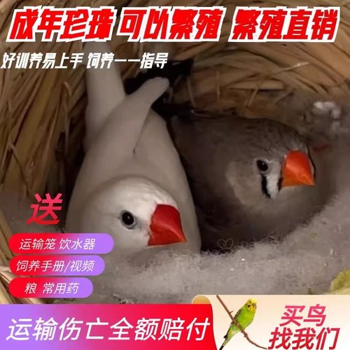珍珠鸟活体成年繁殖白灰珍珠活鸟送鸟粮观赏白文灰文鸟宠物鸟活物