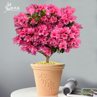 蜡皮粉妆楼四季杜鹃花卉盆栽精品老桩盆景室内外阳台庭院植物种苗