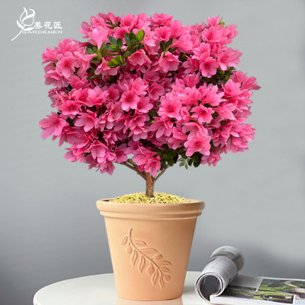 蜡皮粉妆楼四季杜鹃花卉盆栽精品老桩盆景室内外阳台庭院植物种苗