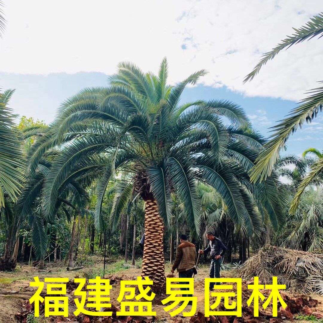 贵州加拿利海枣基地 湖北加拿利海枣树 浙江加拿利海枣头