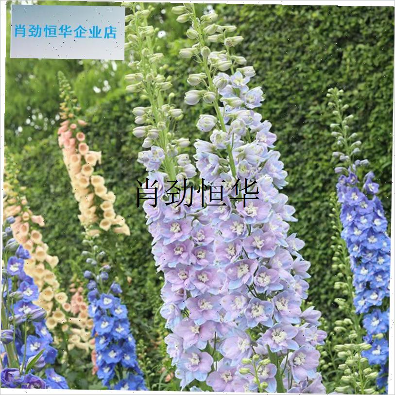 l飞燕草花苗阳台i花园庭院组合花境绿植盆栽地栽耐寒耐热多年生