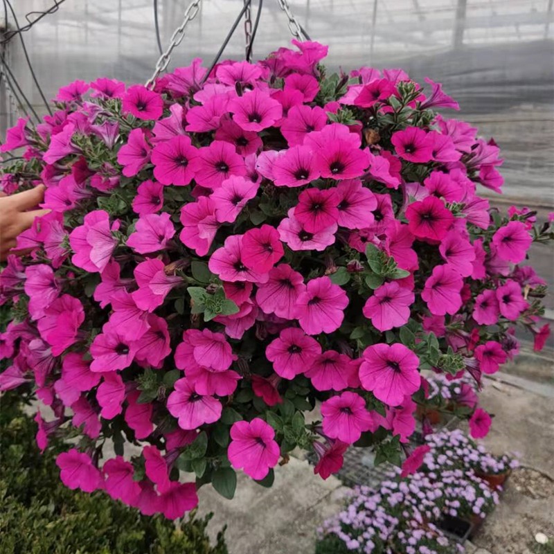 矮牵牛盆栽带花百万小玲舞春花室外阳台庭院四季植物花卉好养包邮