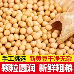东北黑龙江新鲜黄豆非转基因黄豆豆浆豆花豆腐原料营养价值高