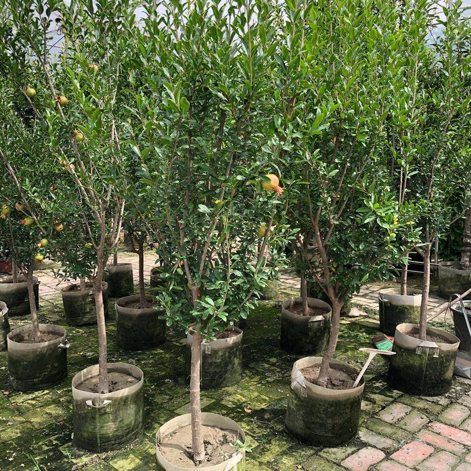 石榴袋苗安石榴山力叶若榴木金罂金庞涂林天浆花石榴