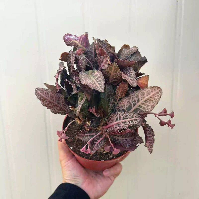 彩叶麒麟块根植物盆栽室内花卉仙人球开花仙人掌观叶多肉桌面绿植