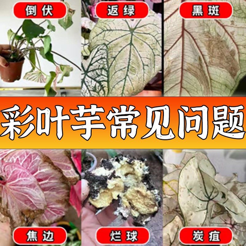 彩叶芋肥料观叶芋类植物专用肥彩芋种球盆栽营养液黄叶黑斑白粉病图片