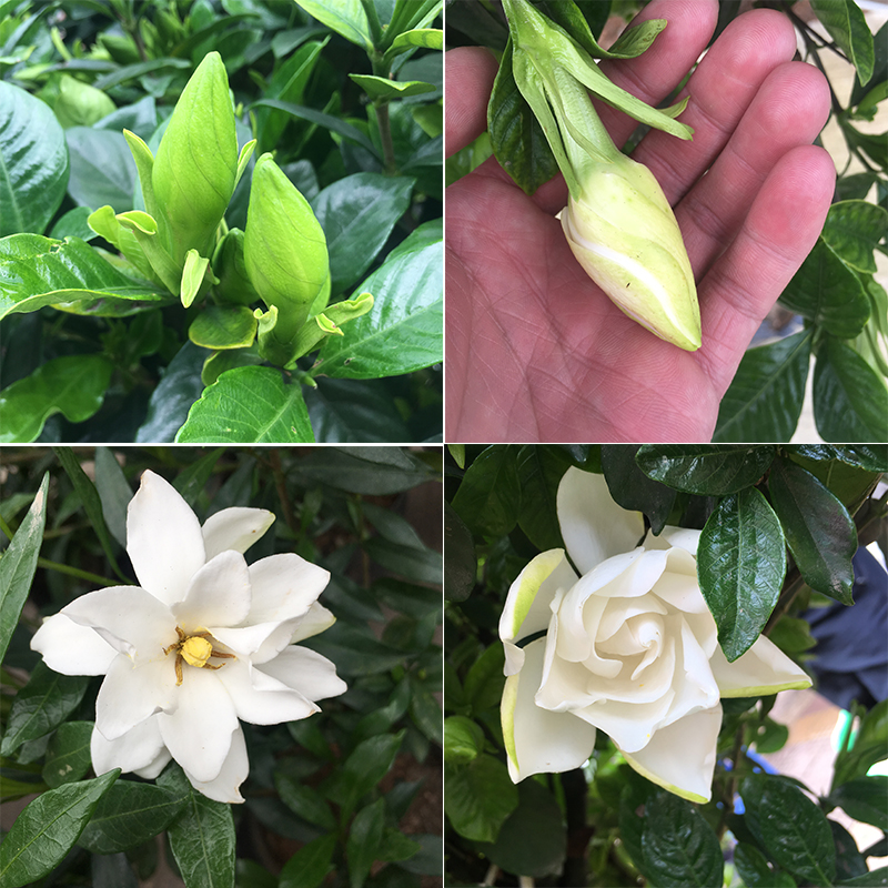 独杆小叶栀子花盆栽树苗老桩盆景阳台庭院四季开花浓香型花卉植物