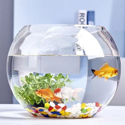 创意水培瓶植物透明玻璃花瓶容器绿萝花盆鱼花共养缸水养摆件器皿