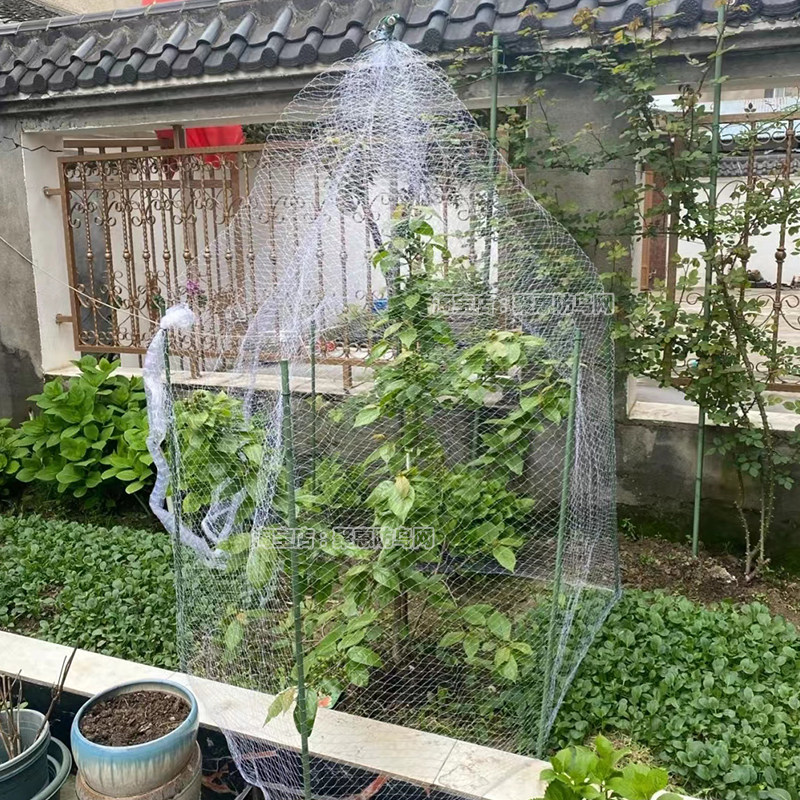 农用果树防鸟网用网护网防鸟线网隔离的丝网防鸟罩小孔菜地围网子