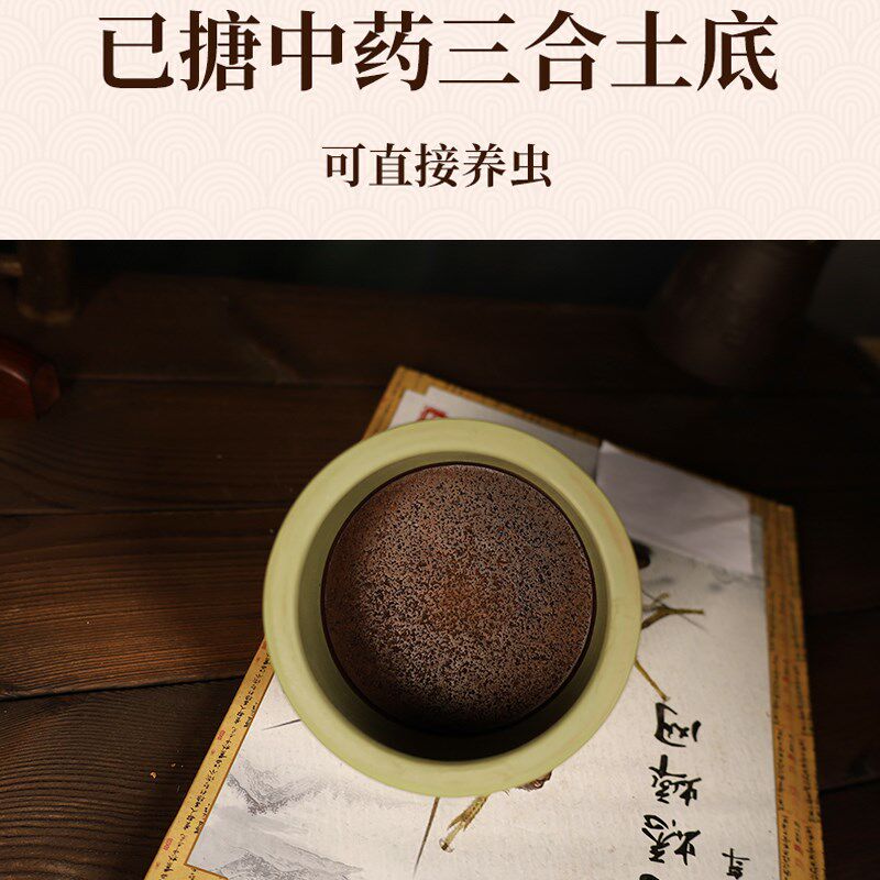 黑虫油葫芦蟋蟀蛐蛐罐竹蛉马蛉鸣虫听叫养罐精品大师瓜皮绿泥包邮