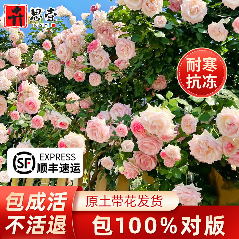 蔷薇花苗爬藤四季藤本月季树苗爬藤植物开花特大花粉龙沙宝石月季