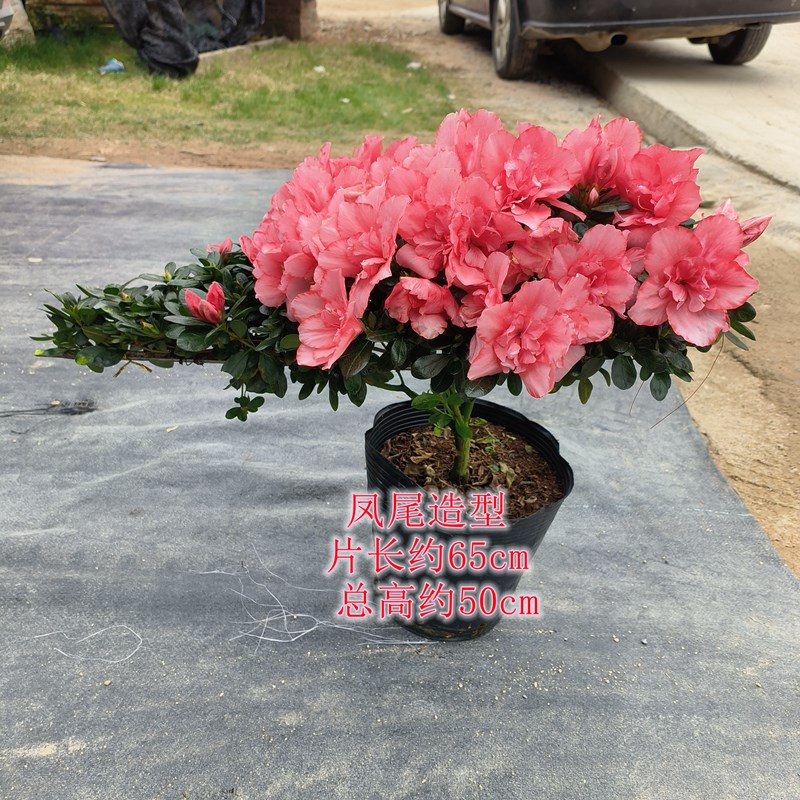 红粉佳人樱桃红高山流水造型杜鹃花盆景凤尾心型盆栽耐寒耐热四季